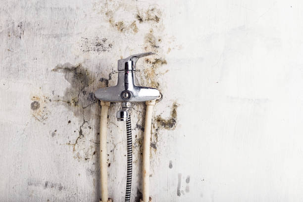 Best Basement Mold Remediation in Salem, MO