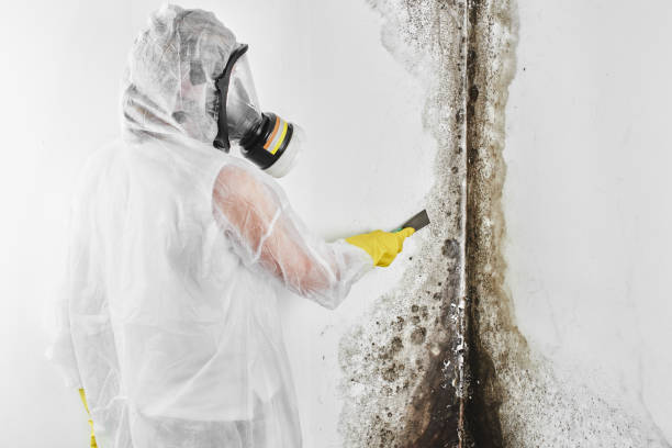 Best Bathroom Mold Remediation in Salem, MO
