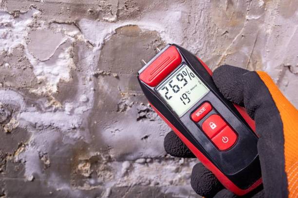 Best Black Mold Remediation in Salem, MO