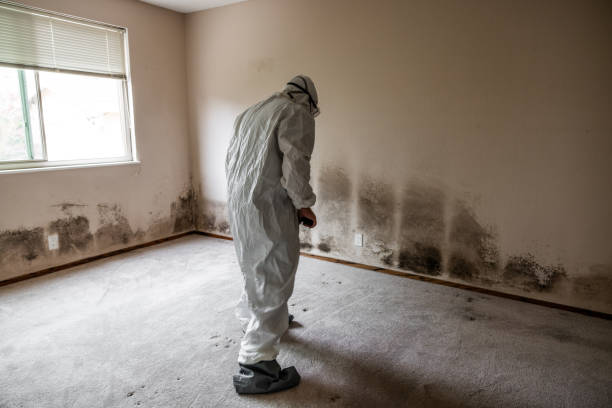 Best Attic Mold Remediation in Salem, MO